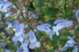Salvia Schlechteri