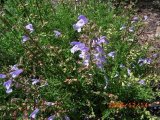 Salvia Schlechteri